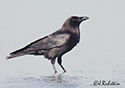 Corvus caurinus